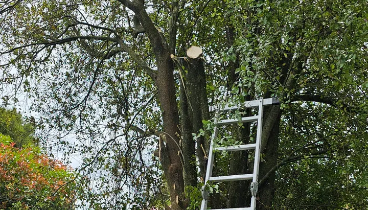 Tree pruning work using a ladder