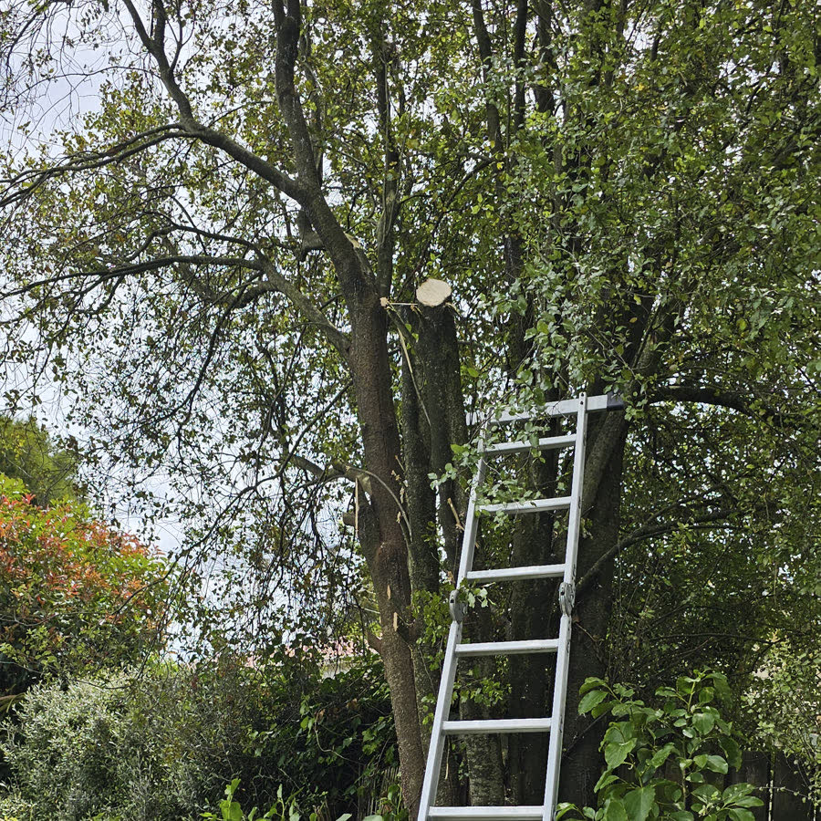 Tree pruning work using a ladder